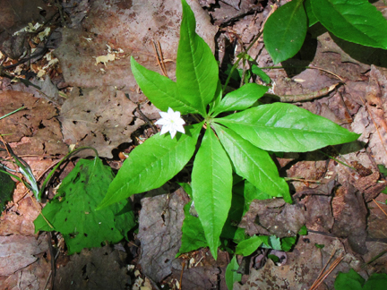 Adirondack Wildflowers:  Starflower in bloom at the Paul Smiths VIC (3 June 2011)